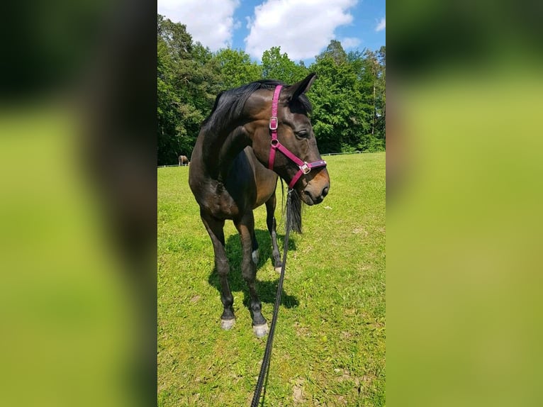 Bavarian Warmblood Mare 18 years 17,1 hh Bay-Dark in M&#xFC;hldorf am Inn