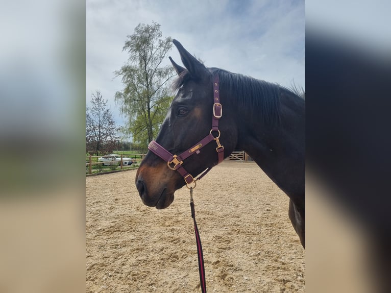 Bavarian Warmblood Mare 18 years 17,1 hh Bay-Dark in M&#xFC;hldorf am Inn