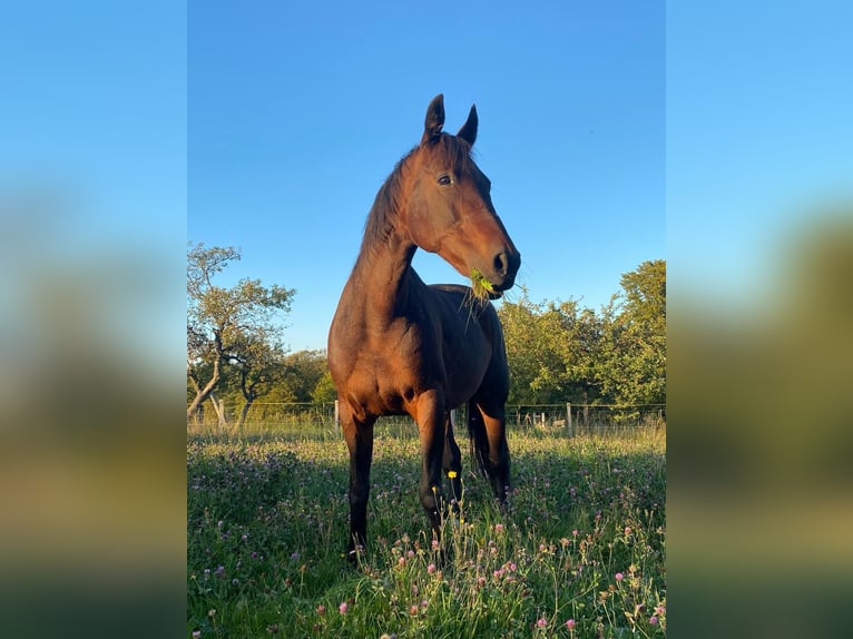 Bavarian Warmblood Mare 19 years 15,3 hh Bay-Dark in Schondra