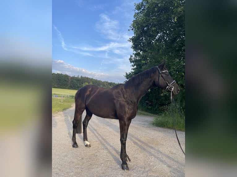 Bavarian Warmblood Mare 19 years 15,3 hh Bay-Dark in Berg