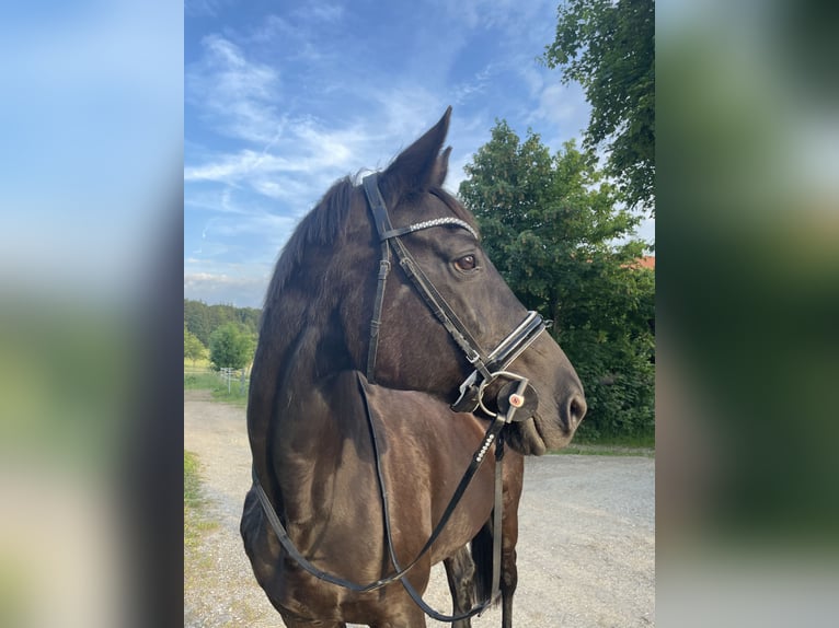 Bavarian Warmblood Mare 19 years 15,3 hh Bay-Dark in Berg