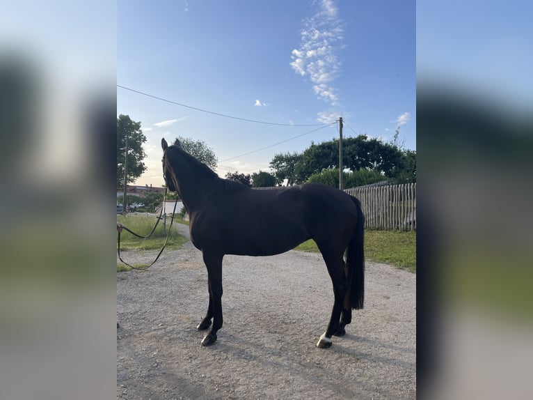 Bavarian Warmblood Mare 19 years 15,3 hh Bay-Dark in Berg