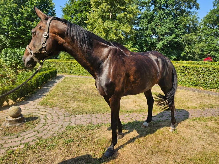 Bavarian Warmblood Mare 19 years 16.1 hh Bay-Dark in Mengkofen