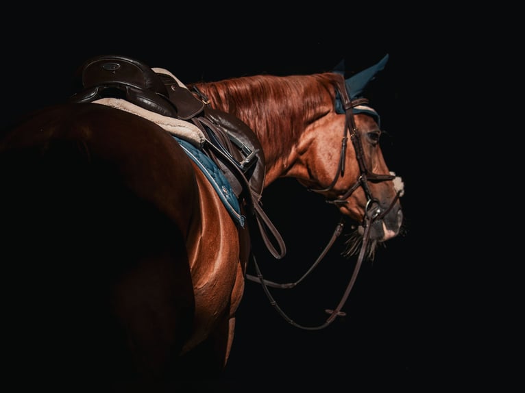 Bavarian Warmblood Mare 19 years 16 hh Chestnut-Red in Ahausen