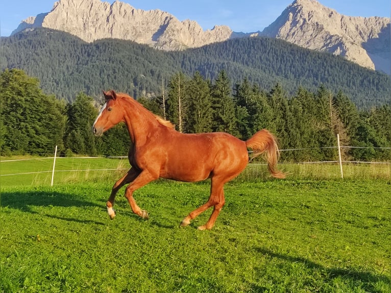 Bavarian Warmblood Mare 19 years 16 hh in Mittenwald