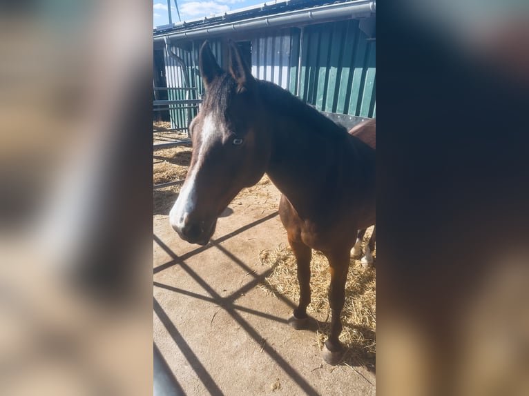 Bavarian Warmblood Mare 19 years 16,2 hh Brown in Warstein