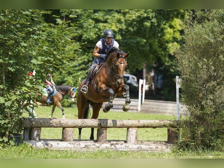 Bavarian Warmblood Mare 19 years 17 hh Brown in Schönwalde am Bungsberg