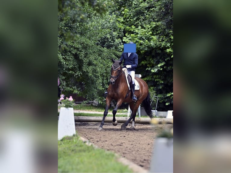 Bavarian Warmblood Mare 19 years 17 hh Brown in Schönwalde am Bungsberg