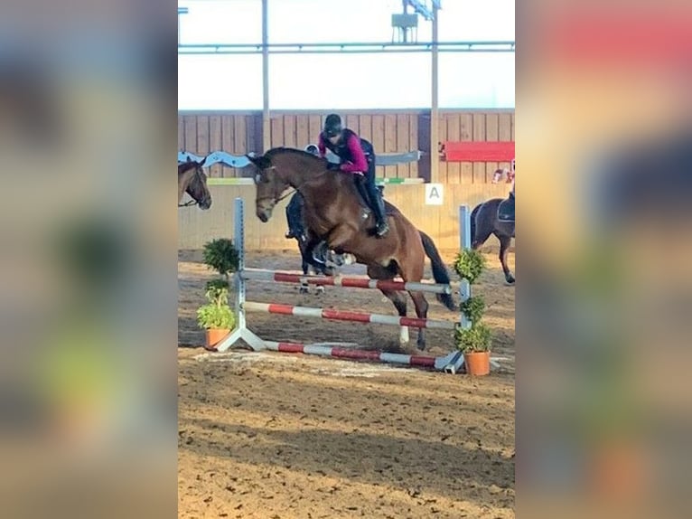 Bavarian Warmblood Mare 19 years 17 hh Brown in Schönwalde am Bungsberg