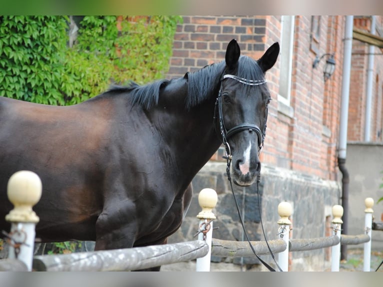 Bavarian Warmblood Mare 19 years 17 hh Smoky-Black in Leipzig
