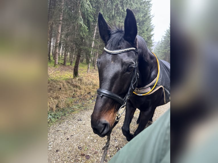 Bavarian Warmblood Mare 19 years 17,2 hh Black in Buch am Buchrain
