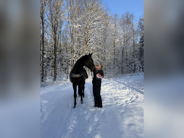 Bavarian Warmblood Mare 19 years 17,2 hh Black in Buch am Buchrain