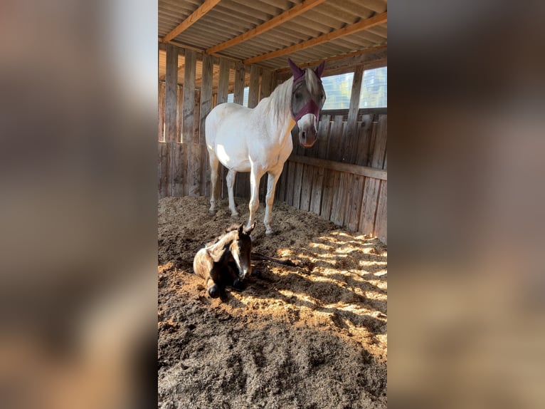 Bavarian Warmblood Mix Mare 1 year 15,2 hh Can be white in Gau Bickelheim