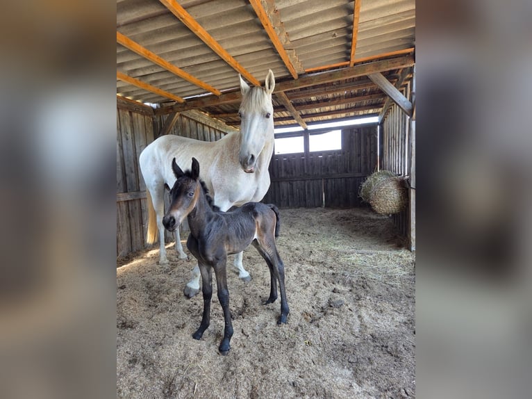 Bavarian Warmblood Mix Mare 1 year 15,2 hh Can be white in Gau Bickelheim