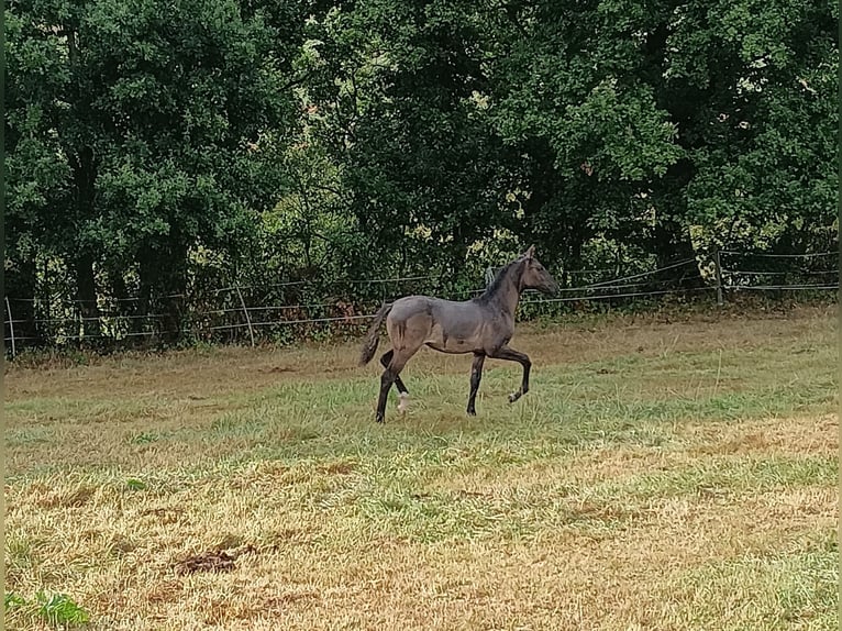 Bavarian Warmblood Mare 1 year 16 hh Grullo in Rauschenberg