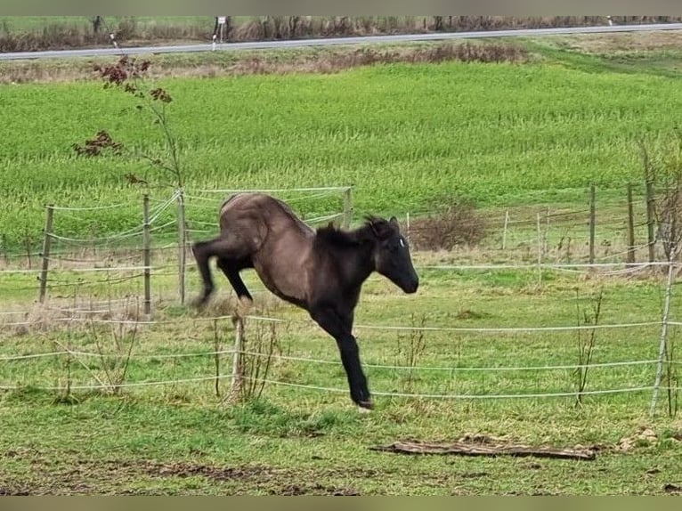 Bavarian Warmblood Mare 1 year 16 hh Grullo in Rauschenberg