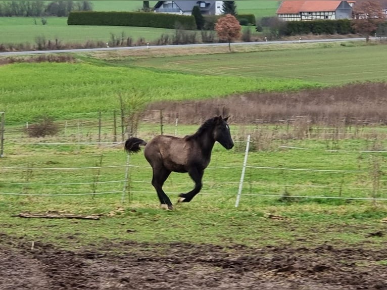 Bavarian Warmblood Mare 1 year 16 hh Grullo in Rauschenberg