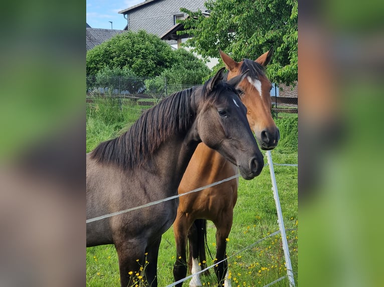 Bavarian Warmblood Mare 1 year 16 hh Grullo in Rauschenberg