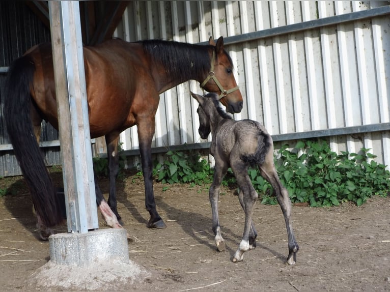 Bavarian Warmblood Mare 1 year 16 hh Grullo in Rauschenberg
