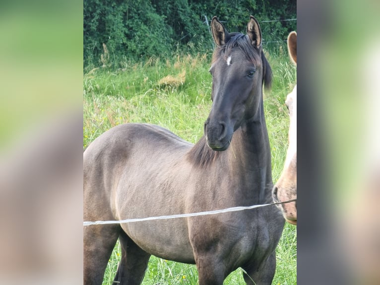 Bavarian Warmblood Mare 1 year 16 hh Grullo in Rauschenberg