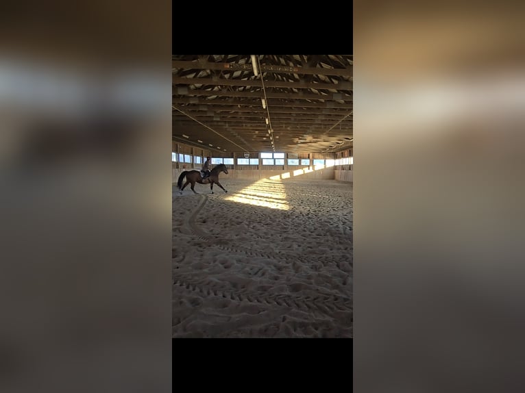 Bavarian Warmblood Mare 20 years 16,1 hh Brown in Johanniskirchen