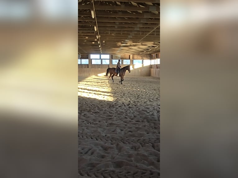 Bavarian Warmblood Mare 20 years 16,1 hh Brown in Johanniskirchen