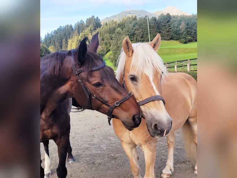 Bavarian Warmblood Mare 20 years 16,2 hh in Tirol