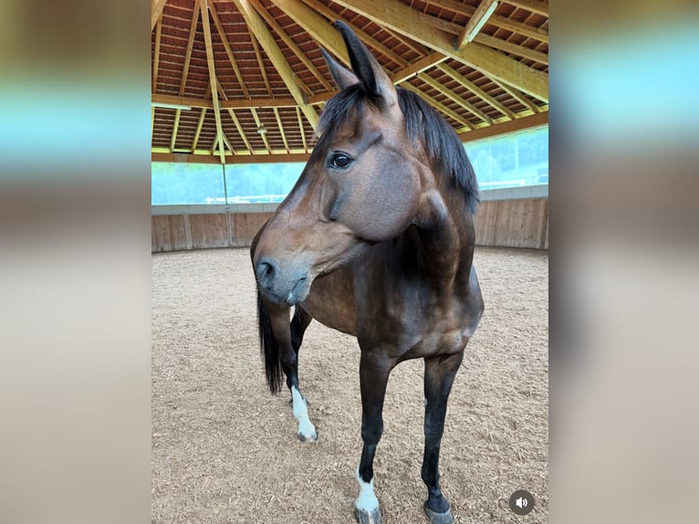 Bavarian Warmblood Mare 20 years 16,2 hh in Tirol