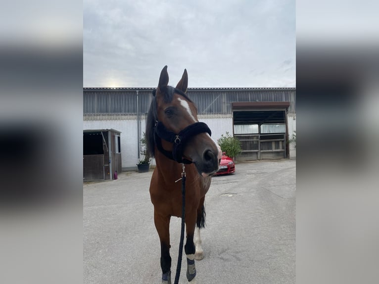 Bavarian Warmblood Mare 20 years 17 hh Brown in Wettstetten