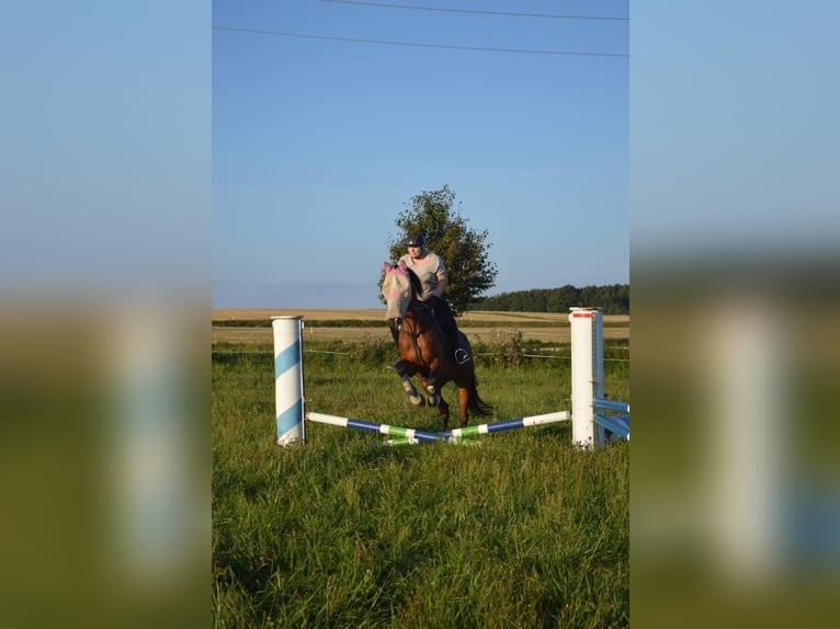 Bavarian Warmblood Mare 20 years 17 hh Brown in Wettstetten