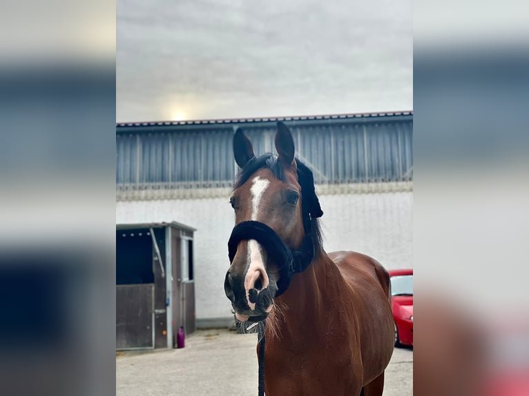 Bavarian Warmblood Mare 20 years 17 hh Brown in Wettstetten