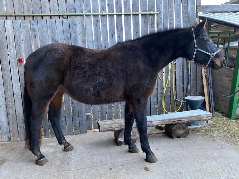 Bavarian Warmblood Mare 20 years Bay-Dark in Schopfloch