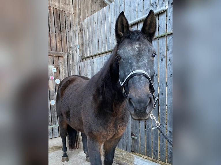 Bavarian Warmblood Mare 20 years Bay-Dark in Schopfloch