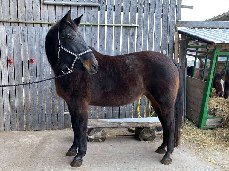 Bavarian Warmblood Mare 20 years Bay-Dark in Schopfloch