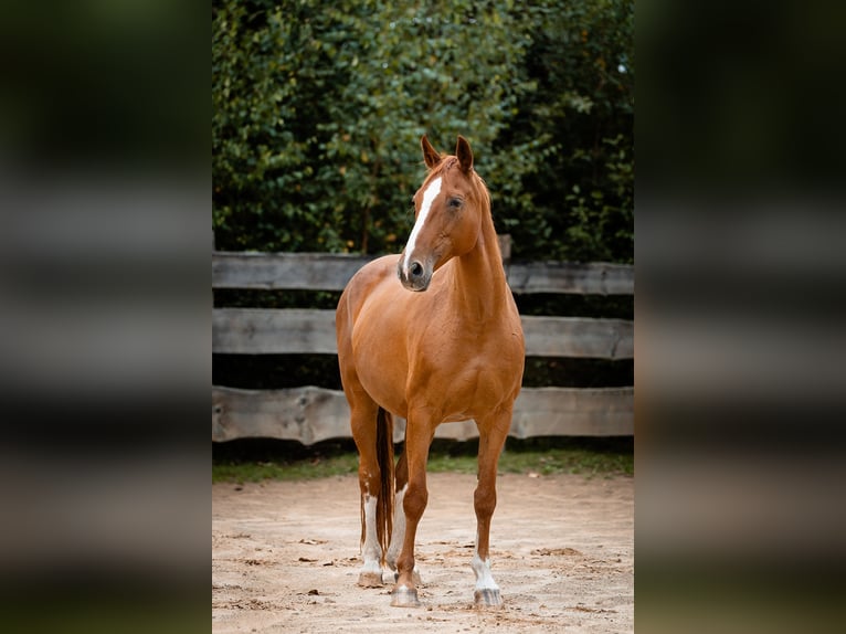 Bavarian Warmblood Mare 21 years 15,3 hh Chestnut-Red in Haidmühle