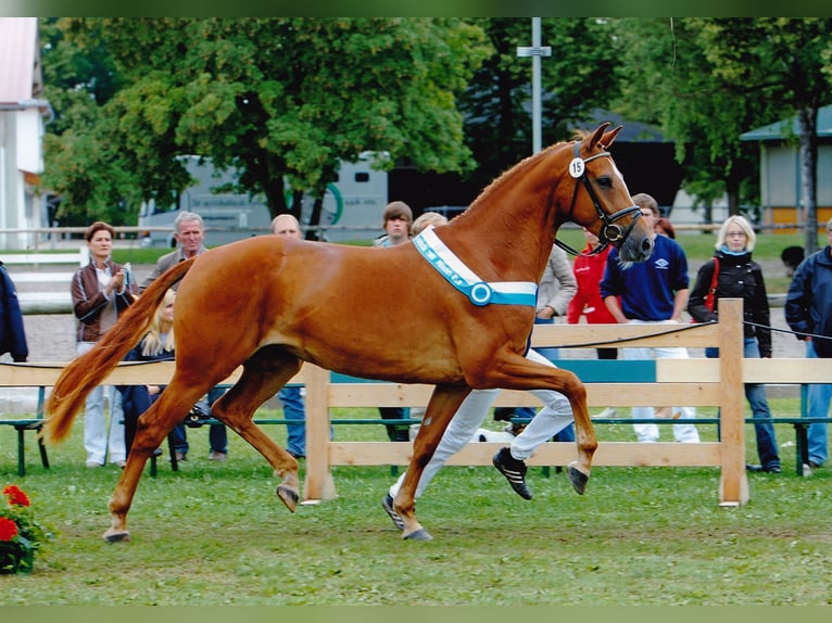 Bavarian Warmblood Mare 21 years 16.1 hh Chestnut-Red in Bad Birnbach