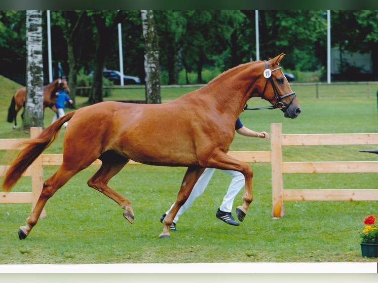 Bavarian Warmblood Mare 21 years 16,1 hh Chestnut-Red in Bad Birnbach