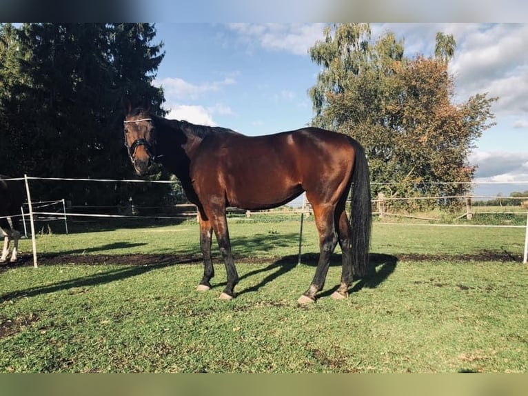 Bavarian Warmblood Mare 21 years 17 hh Brown in M&#xFC;nchen