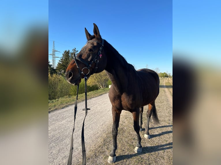 Bavarian Warmblood Mare 21 years 17 hh Brown in M&#xFC;nchen