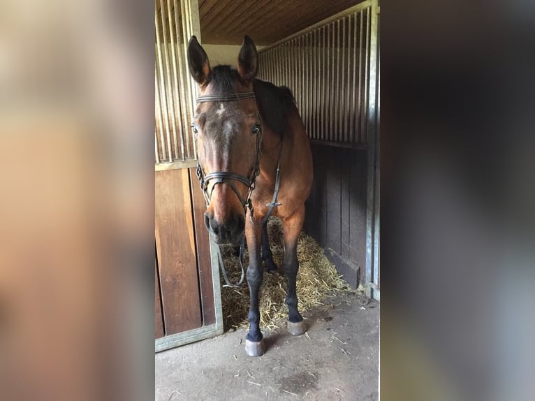 Bavarian Warmblood Mare 21 years 17 hh Brown in M&#xFC;nchen
