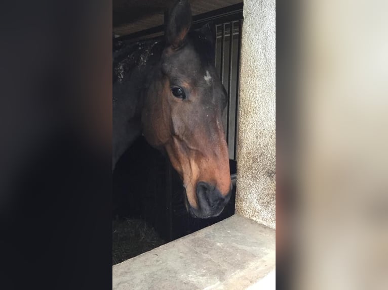 Bavarian Warmblood Mare 21 years 17 hh Brown in M&#xFC;nchen