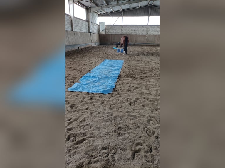 Bavarian Warmblood Mare 21 years 17 hh Brown in Wettstetten