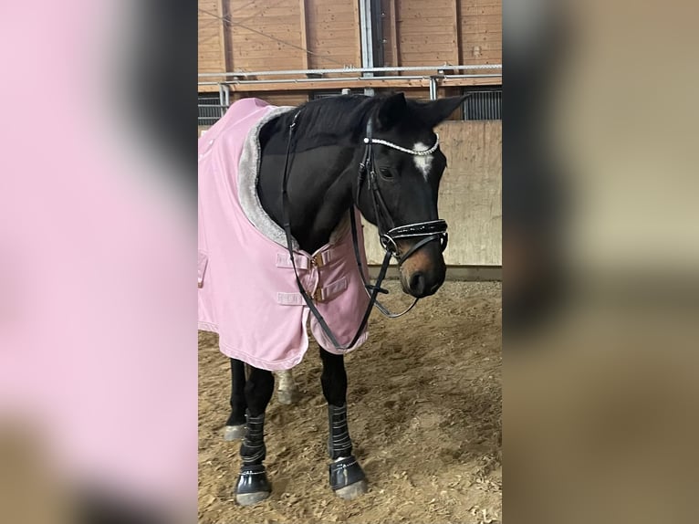 Bavarian Warmblood Mare 22 years 16 hh Brown in Königsbrunn