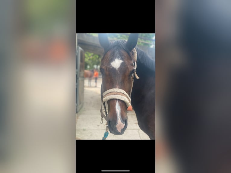 Bavarian Warmblood Mare 23 years 16,2 hh Bay-Dark in Freilassing