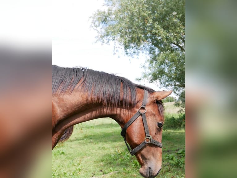 Bavarian Warmblood Mare 2 years 16,3 hh Brown in Seester
