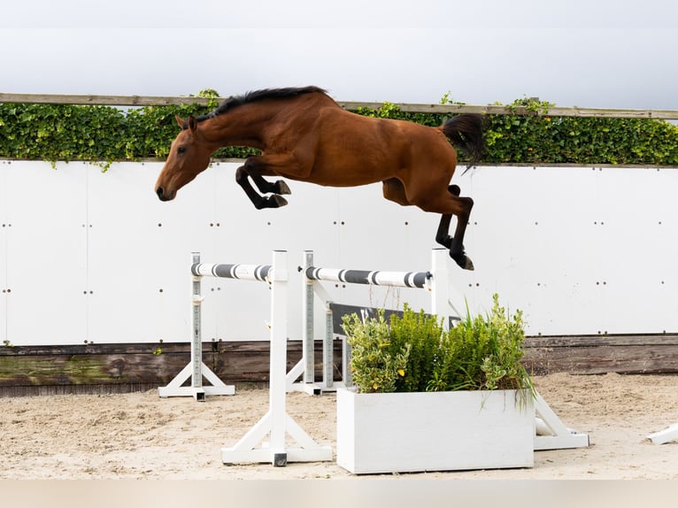 Bavarian Warmblood Mare 3 years 15 hh Brown in Waddinxveen Bavarian Warmblood Mare 3 years 15 hh Brown in Waddinxveen
