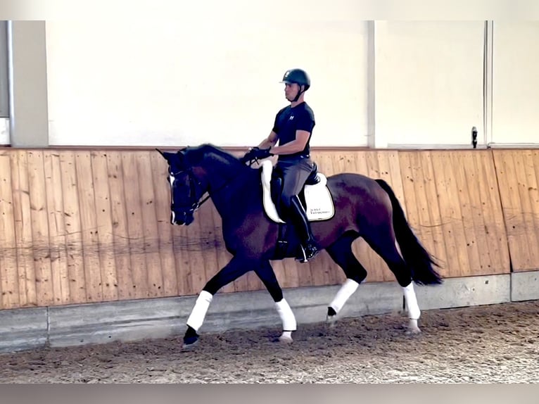 Bavarian Warmblood Mare 3 years 16,1 hh Brown in Rottenburg an der Laaber
