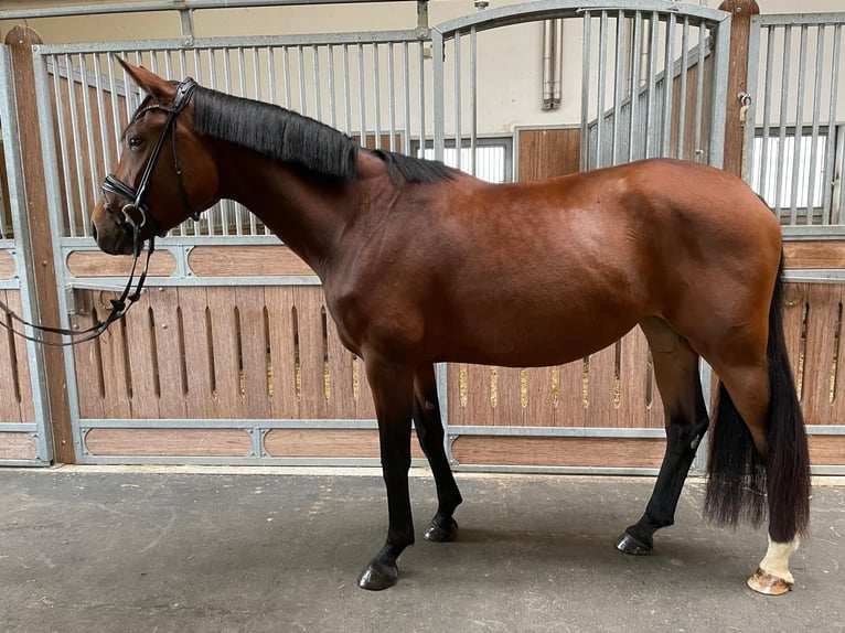 Bavarian Warmblood Mare 3 years 16 hh Brown in Wielenbach