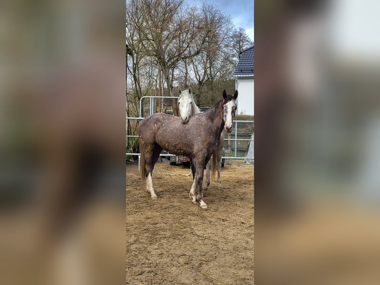 Bavarian Warmblood Mare 3 years 17 hh Gray in Thierstein