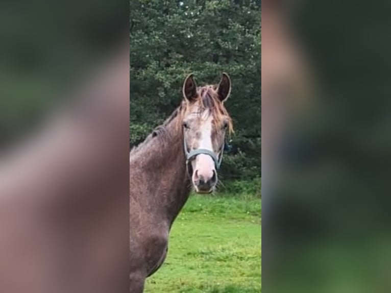 Bavarian Warmblood Mare 3 years 17 hh Gray in Thierstein